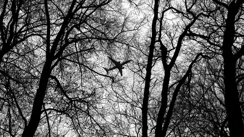 bw, plane, branches, trees, 4k