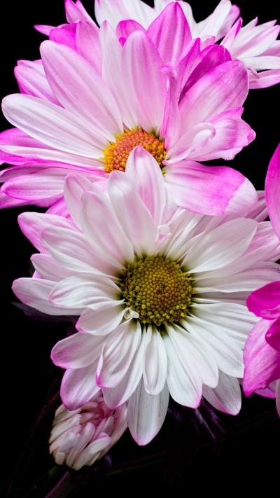 Earth Flower, Pink Flower, White Flower, 1080x1920