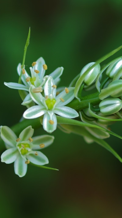 Earth Flower, Earth, Nature, Green, Close-up, Blossom, 1080x1920