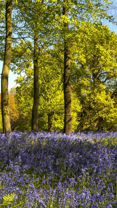 Earth Flower, Forest, Spring, Purple Flower, Earth, 1080x1920