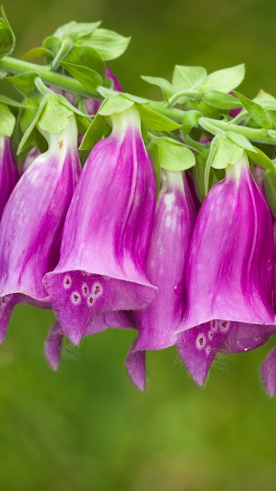 Earth Flower, Earth, Foxgloves, Purple Flower, Spring, 1080x1920
