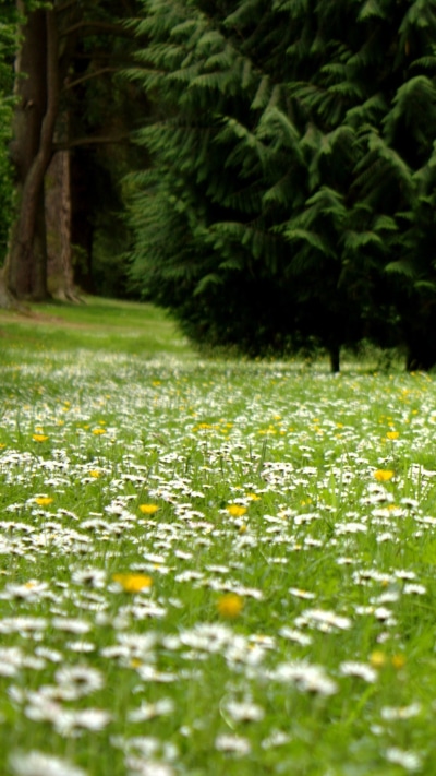 Earth Flower, White Flower, Nature, Grass, 1080x1920