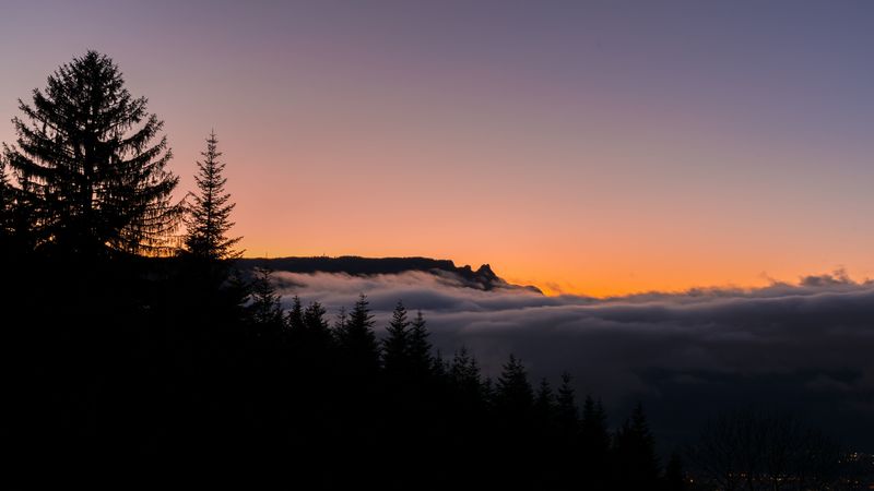 fog, horizon, sunset, forest, trees, 4k