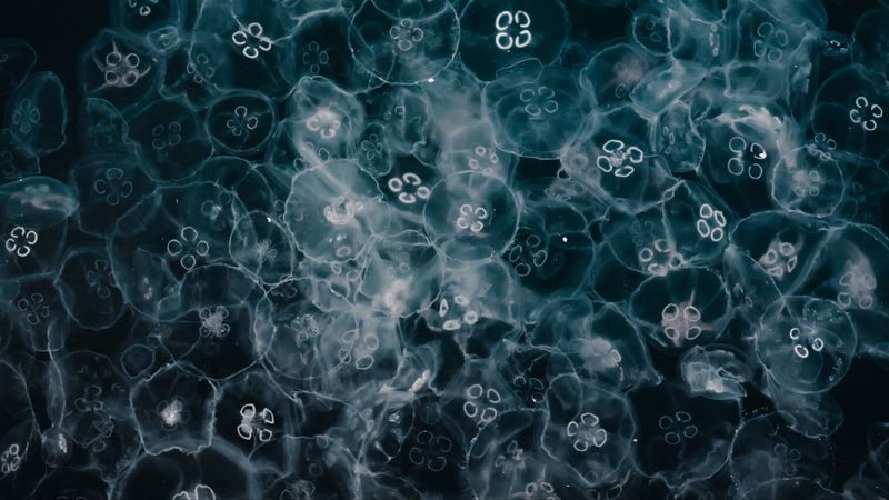 jellyfish, glow, underwater world, 4k