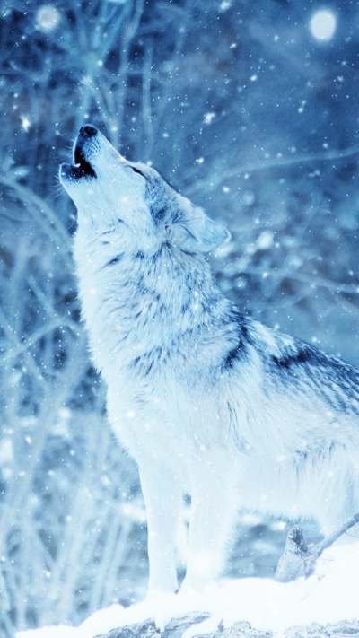 Animal Wolf, Winter, Howling, Snowfall, 1080x1920