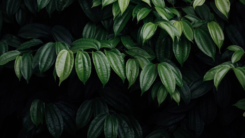 leaves, plant, dark, brilliant, 4k