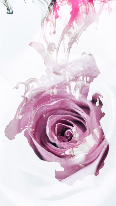 Artistic Flower, Rose, 1080x1920