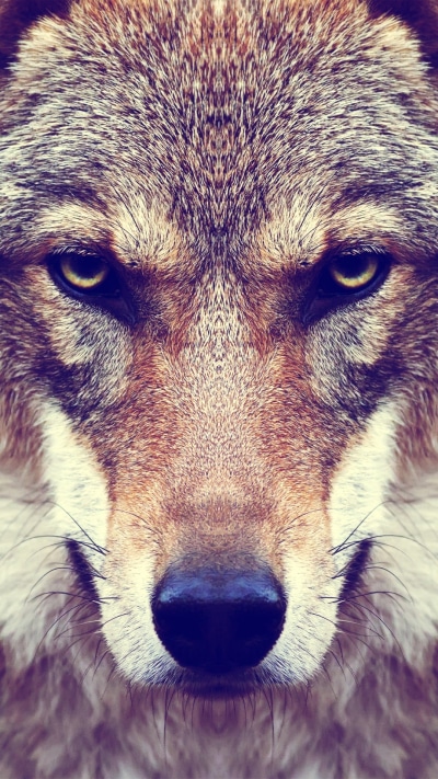 Animal Wolf, Stare, Face, Muzzle, 1080x1920