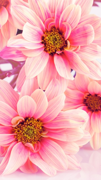 Earth Flower, Pink Flower, 1080x1920