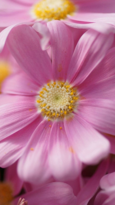 Earth Flower, Pink Flower, Earth, 1080x1920
