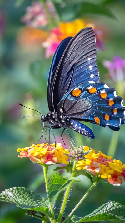 Animal Butterfly, Blue, Flower, 1080x1920
