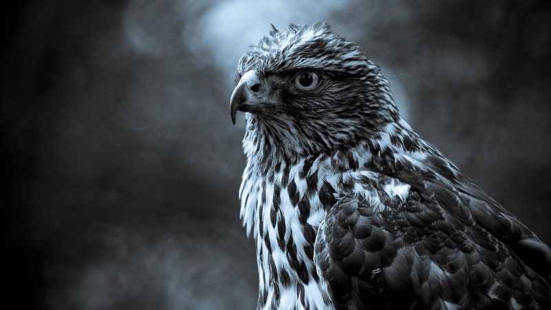 Eagle, look, cute animals, blur