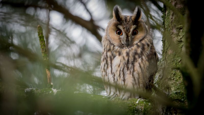 owl, bird, feathers, branches, 4k