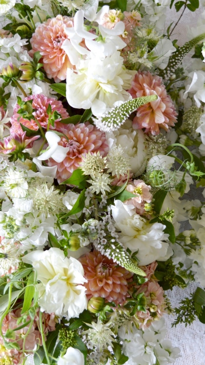 Earth Flower, Dahlia, Pink Flower, White Flower, 1080x1920
