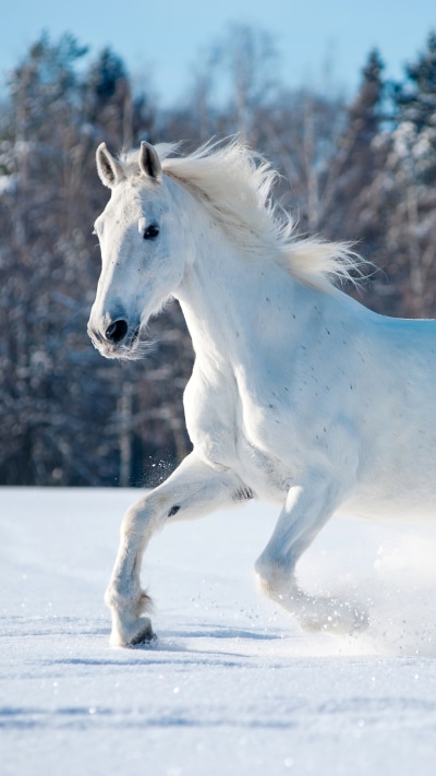 Animal Horse, 1080x1920