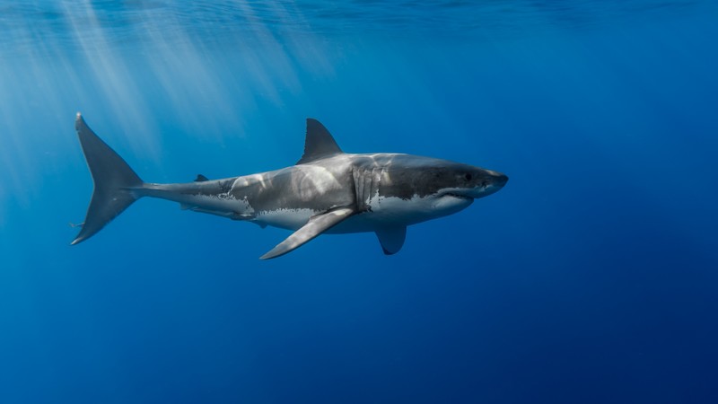 Shark, underwater