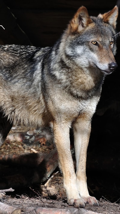 Animal Wolf, 1080x1920
