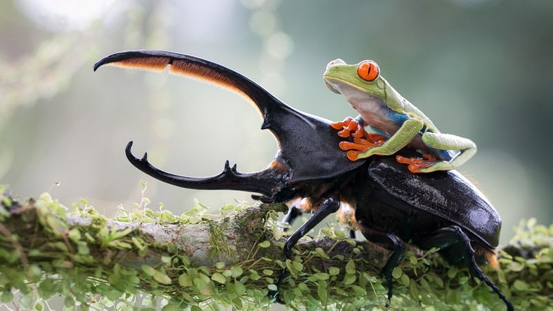 Stag beetle, frog, macro