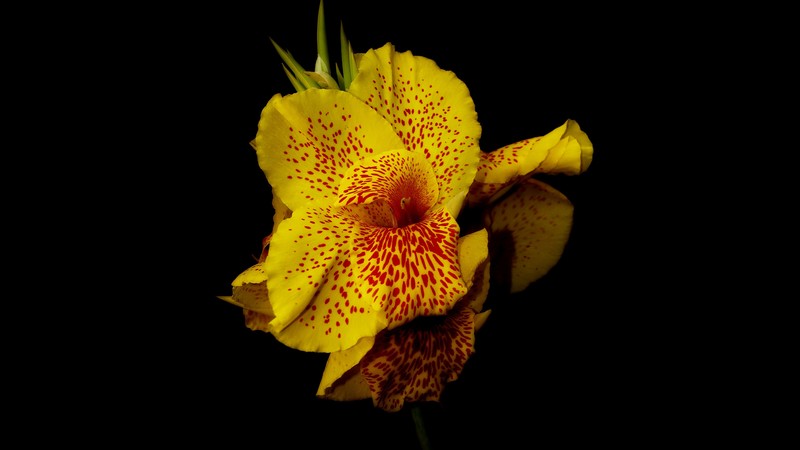 Canna, 4K, flowers, yellow