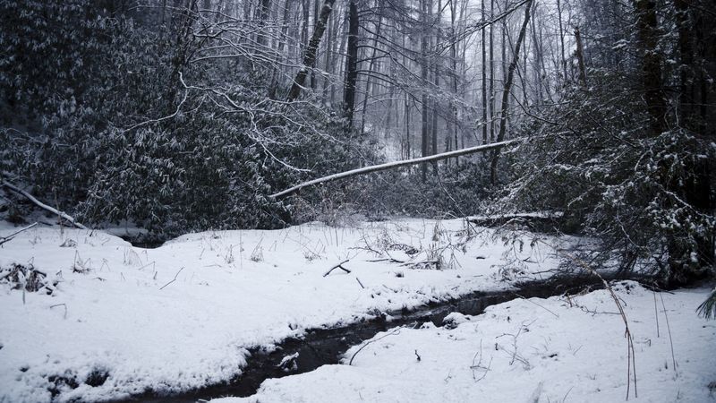 winter forest, forest, river, stream, 4k