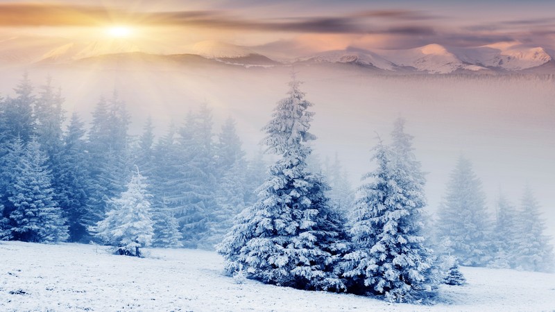 Trees, 4K, pines, mountains, snow, winter, sunset