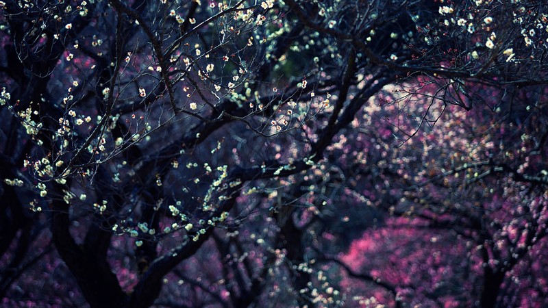 Trees, 4K, blossom, spring