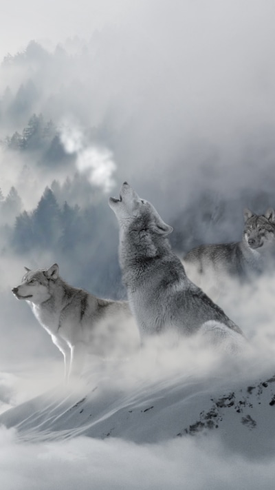 Animal Wolf, Fog, Winter, Cloud, 1080x1920