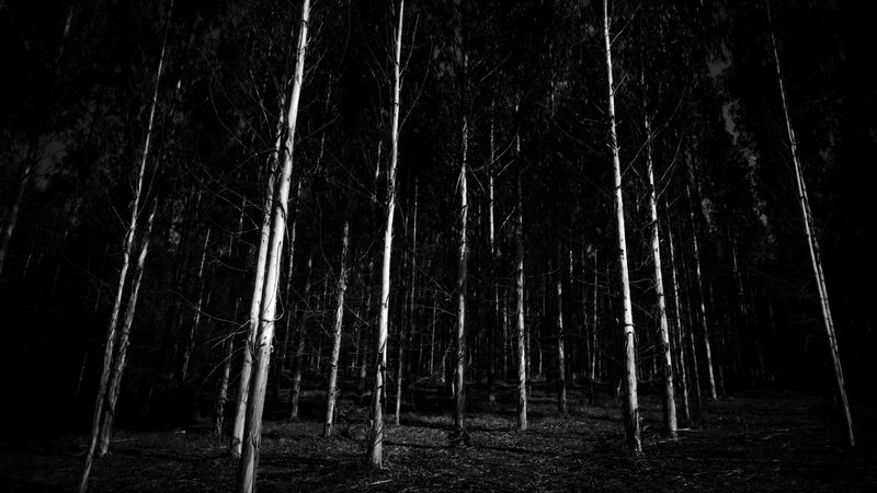 bw, trees, forest, gloomy, 4k