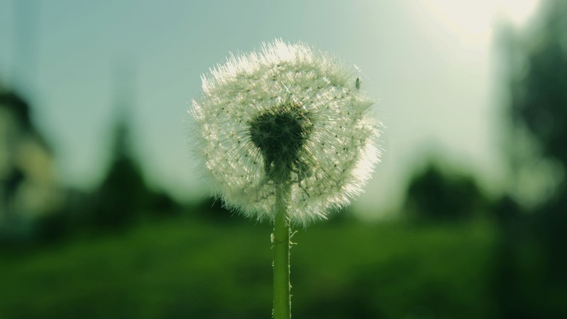Dandelion, 4K, flowers, macro