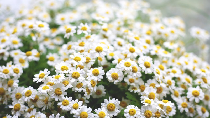 Daisies, 4K, flowers, spring