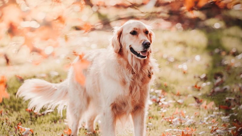 retriever, dog, pet, protruding tongue, 4k