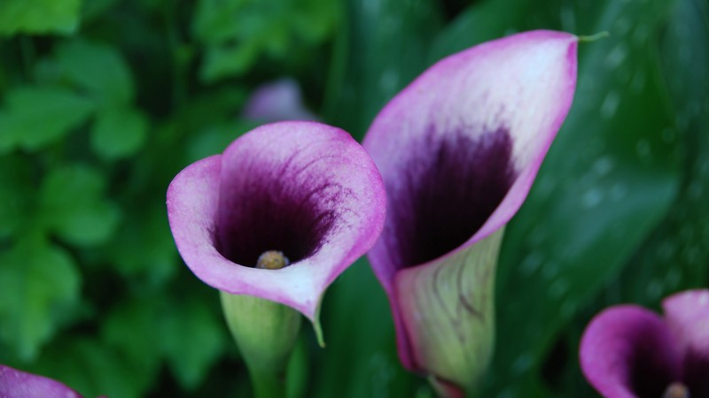 Calla, 4K, flowers, purple