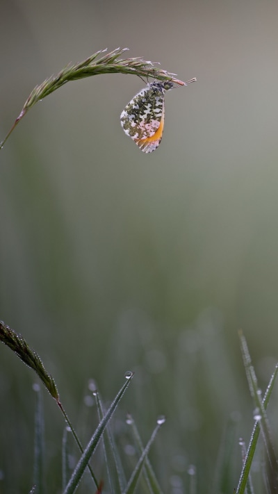 Animal Butterfly, Grass, Dew Drop, Bokeh, Insect, Water Drop, 1080x1920