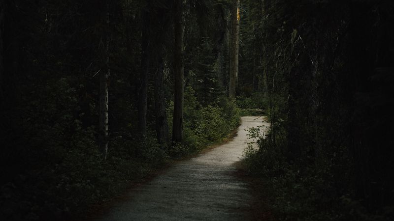 forest, path, dark, trees, 4k