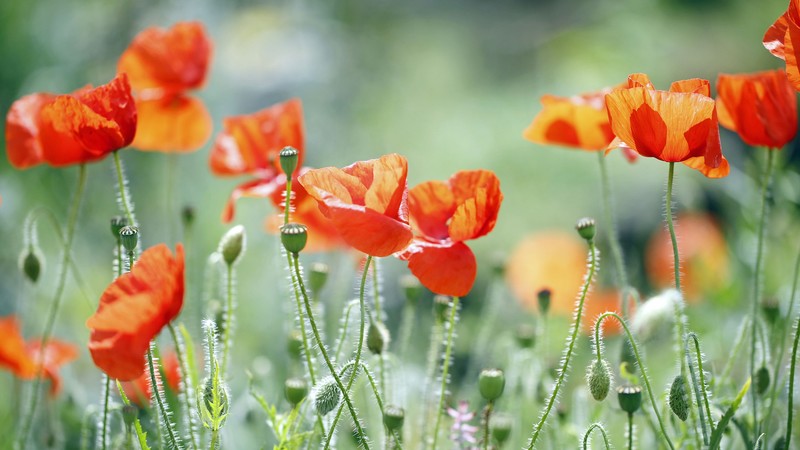 Poppy, 4K, meadows, flowers