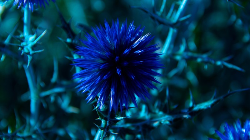 Chardon, 4k, flowers, blue