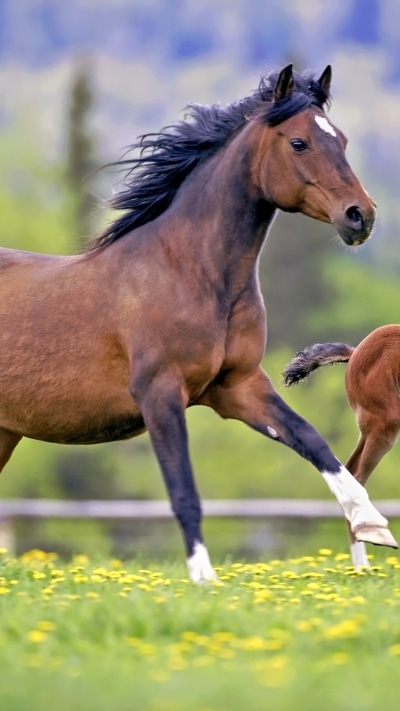 Animal Horse, Baby Animal, Depth Of Field, Foal, 1080x1920