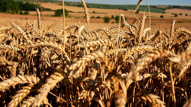 Meadows, 4K, wheat, field