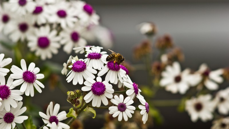 Daisies, 4k, flowers, bee