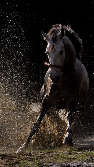 Animal Horse, 1080x1920