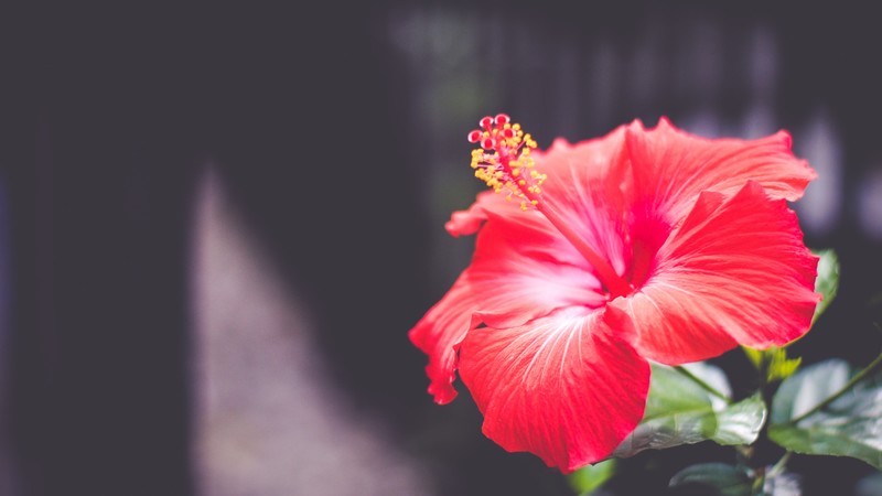 Flowers, 4K, Hibiscus, red