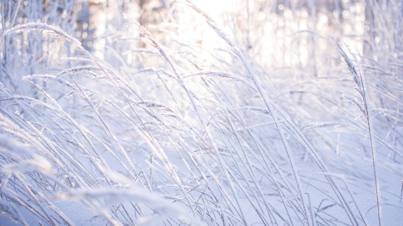 Meadows, 4k, snow, frost, grass