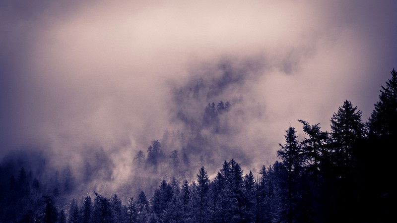 Alps, 4k, Clouds, forest, pines