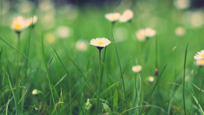 Wildflowers, HD, macro, meadows