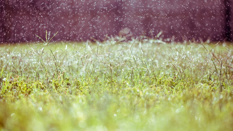 Meadows, 4k, wildflowers, blur