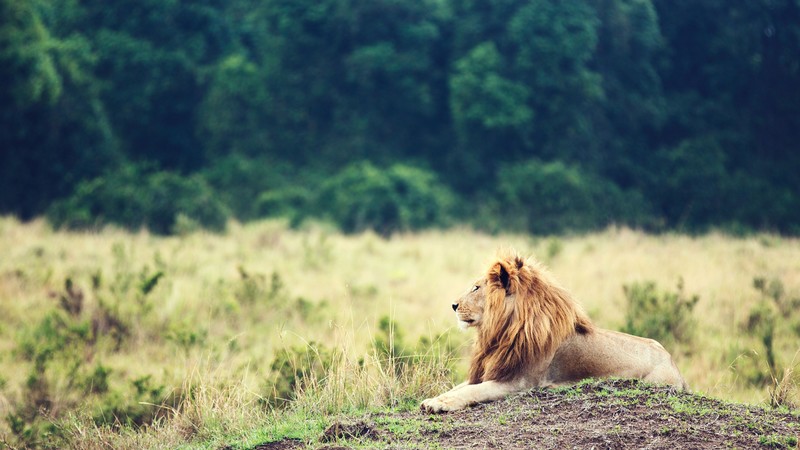 Lion, savanna, trees