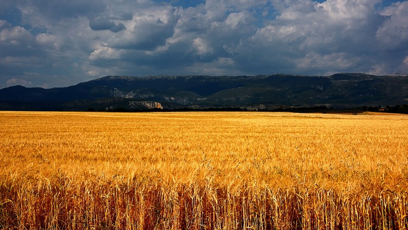 Plateau de Valensole, 4k, France, meadows, wheat, clouds