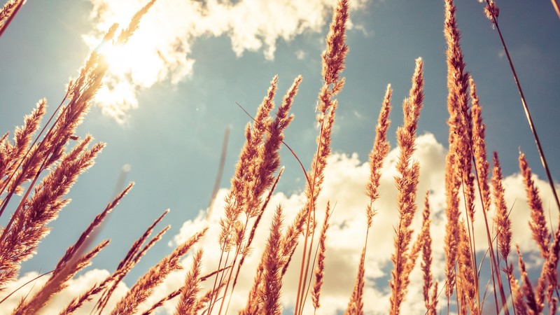 Wheat, 4k, meadows, sky