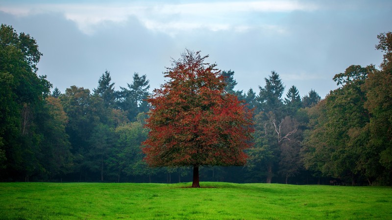 Forest, 4k, meadows, trees, grass
