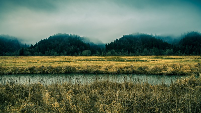 Oregon, 4k, sky, river, fog, forest, pines